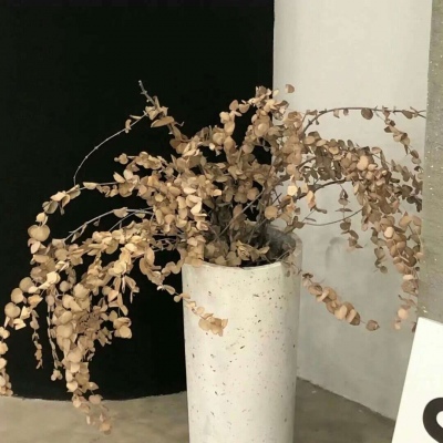 原创兽设世界观构建福瑞群